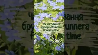 Брунера у всій красі/Brunnera in all its glory  #spring_flowers #brunnera #брунера #весняні_квіти