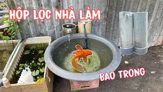Setup Hồ Nuôi Cá Chép Bằng Chậu Xi Măng Và Hộp Lọc Chế Đơn Giản 