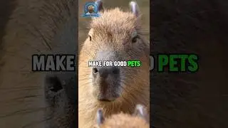 Can You Have a PET Capybara?😇