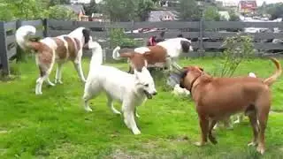 2 SAINT BERNARD, CLUMBER SPANIEL,  BULL MASTIFF, WHITE SWISS SHEPHERD and two GERMAN SHEPHERD