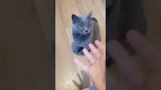 GANG KOT&Oacute;W? 🐱🐱🐱 #koty #kotki #short #cutecat #cat #funny #cute #wakacje #shorts