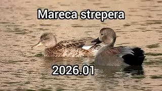 オカヨシガモ鳴き声 (Mareca strepera) - カモの鳴き声 / Gadwall sounds / 公園のカモ / じゅん菜池緑地 / 2026年1月