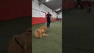 Paseos sin tirones de correa!!