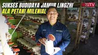 Jamur Ajaib! Petani Muda Ini Buktikan Lingzhi Bisa Jadi Ladang Cuan & Khasiat untuk Kesehatan