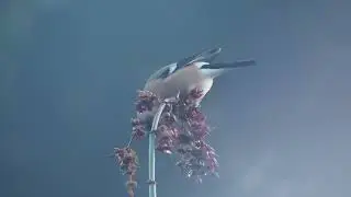 Bullfinch