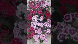 my Danthus flower || Beautiful flower #flowers #garden #plants #winterflowers #gardening