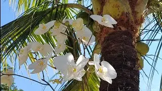 ORQUÍDEA PHALAENOPSIS NO TRONCO DO COQUEIRO - DICAS DE CULTIVO