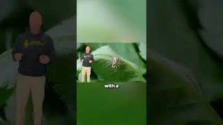 Are Orb Weaver Spiders Dangerous to Humans?