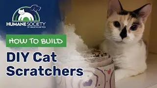 DIY Cat Scratcher: Easy & Budget-Friendly Craft for Your Cat