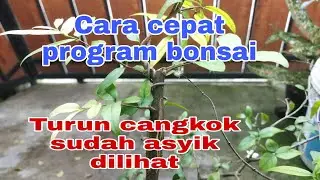 Program bahan bonsai mulai dari cangkokan ll Gaya suka suka #belajarbonsai  #hiphipgarden