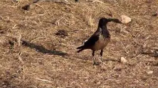 Запасливая ворона : )) Thrifty a raven : ))