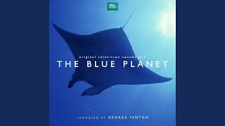 Coral Wonder