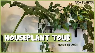WINTER HOUSEPLANT TOUR | Over 150 Plants in My NYC Apartment!