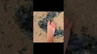 Прогулка по ядовитым синим бутылкам