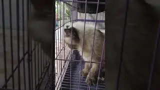 HIMALAYA CAT !! my name xacti !!! 