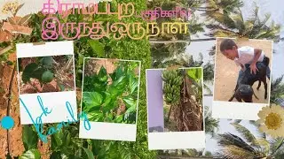 எங்க ஊரு தர்மபுரி மாவட்டத்தில் பெரியாம்பட்டி கன்னிபட்டி சிட்டார்கொட்டாய்🌏 🌳🌴🌿☘️🍁🎋