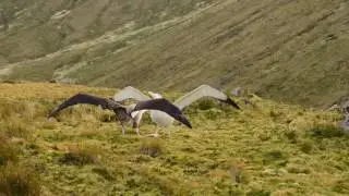 Tristan Albatross Display