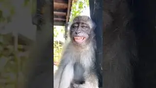 Unexpected scene 😂#monkey #funny #comedy
