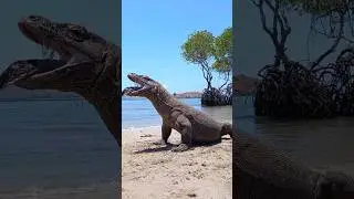 Anaconda comes out of Komodo's mouth😱