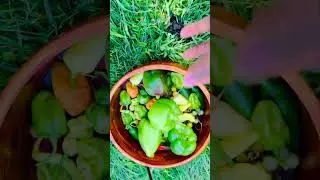 Сбор перца прямо с куста! Свежий перец, выращенный своими руками, имеет совершенно другой вкус! #...