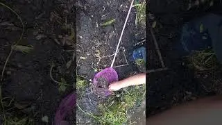 how i catch salamanders