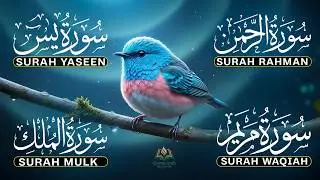 Magical Recitation, Surah Yasin | Surah Rahman | Surah Waqia | Surah Mulk | Full HD-ALAA AQEL | EP31