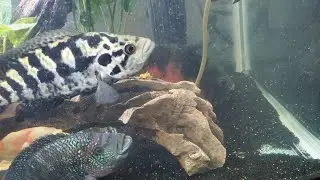 Weird Oscar behavior. Some of my fish died 😪😪