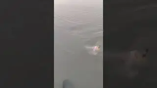 Unexpected Catch! You Won&rsquo;t Believe What Bit the Hook 😲🎣