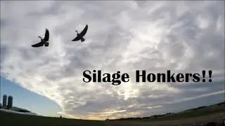 Minnesota Honkers- Silage field Goose hunting
