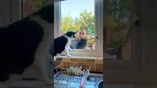 Jealous cat#fyp #funny#pets #cute#foryou#cats#catlover #funnycats#funnyanimal#fypyoutube
