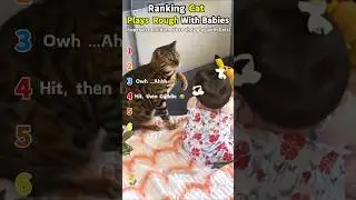 Ranking Cat Plays Rough With Babies 😂