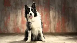 Petplan TV advert 2013