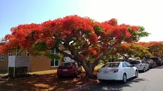 The Cleansing of the Sanctuary - Fernando Balarezo - Clayfield Church Sermon