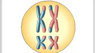Genetic Vairiation
