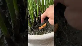 catching eels using bare hands#eel#animals#nature#insects#shorts