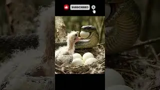 Baby Bird&rsquo;s Last Chirp? 🐣 vs 🐍 #veo3 #wildlife