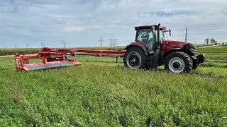 Cutting 4th crop hay for chopping to fill the silo 