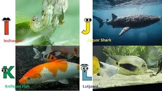 Cute ocean animals | ABC phonics animals | English and Animals for Kids #Arcticchar