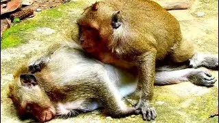 My God! So Strange Spoil monkey Sweet pea Very Lovely Mom Danna, and Do Example Like this?