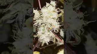 trying dwc canna. auto flower