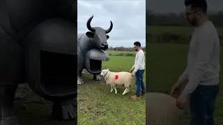 sheep  shearing machine #farming #homesheephome #shortsviral #sheepfarming #viral #sheep #animals #s