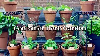 Creating A Container Herb Garden🪴 Growing Herbs in Pots