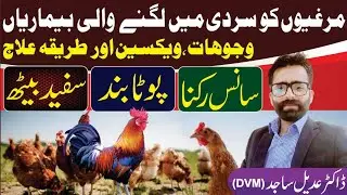 Hen diseases And  Vaccination complete Detail Ssd Punjab