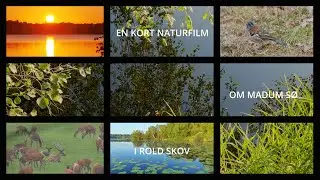 Kort naturfilm om Madum Sø