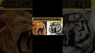 African Lion Vs Siberian tiger || @Animalfacts972 animalfacts972||Lion vs tiger shorts || #short