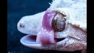 Crested Geckos UP CLOSE!! Macro Photography