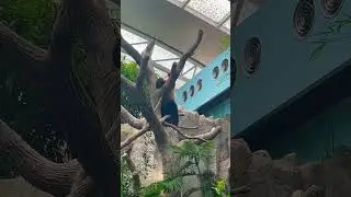 Cute Panda😂#ashortaday #malaysia #short #shortstory #panda #shortsyoutube #singapore #youtubeshorts