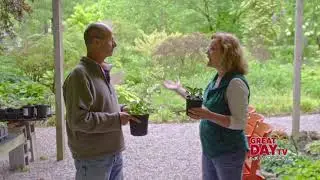 Gardeners Delight