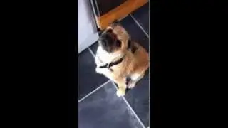 Kea, my pug cross border terrier doing her usual tricks!