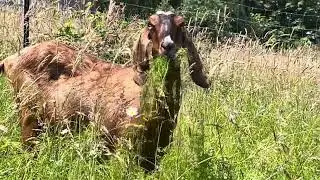Buster the goat close up eating vetch